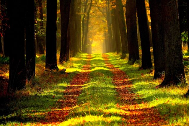 A path through tall grass glowing in golden evening light